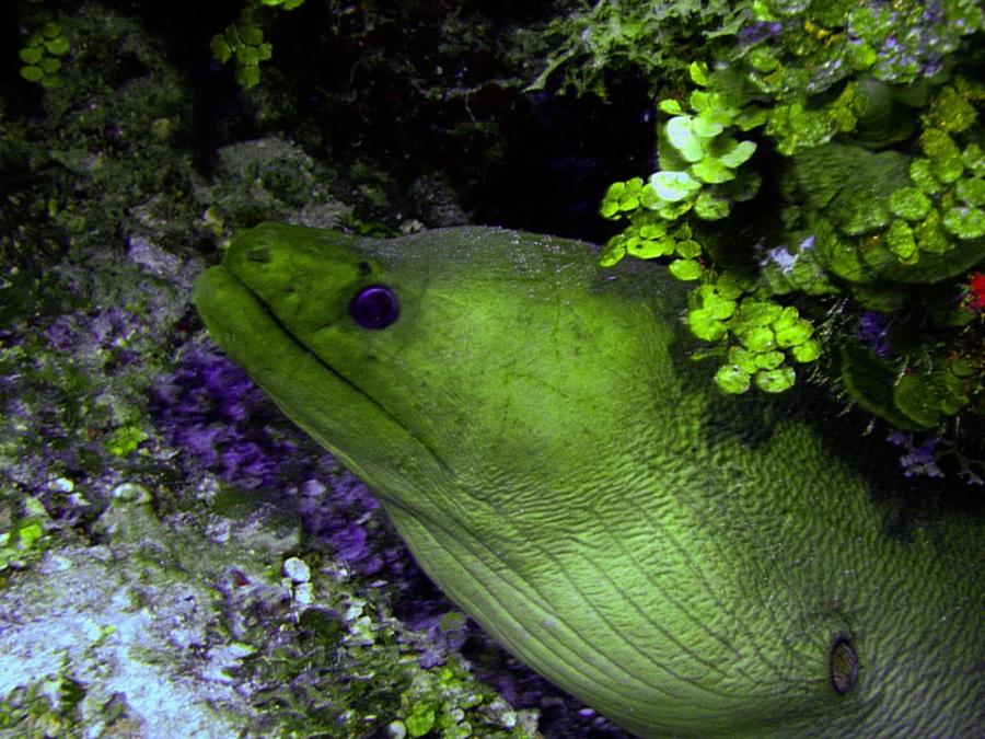 Anchor Wall - a green moray eel at the achor wall