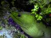 a green moray eel at the achor wall