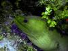 a green moray eel at the achor wall - diverralph