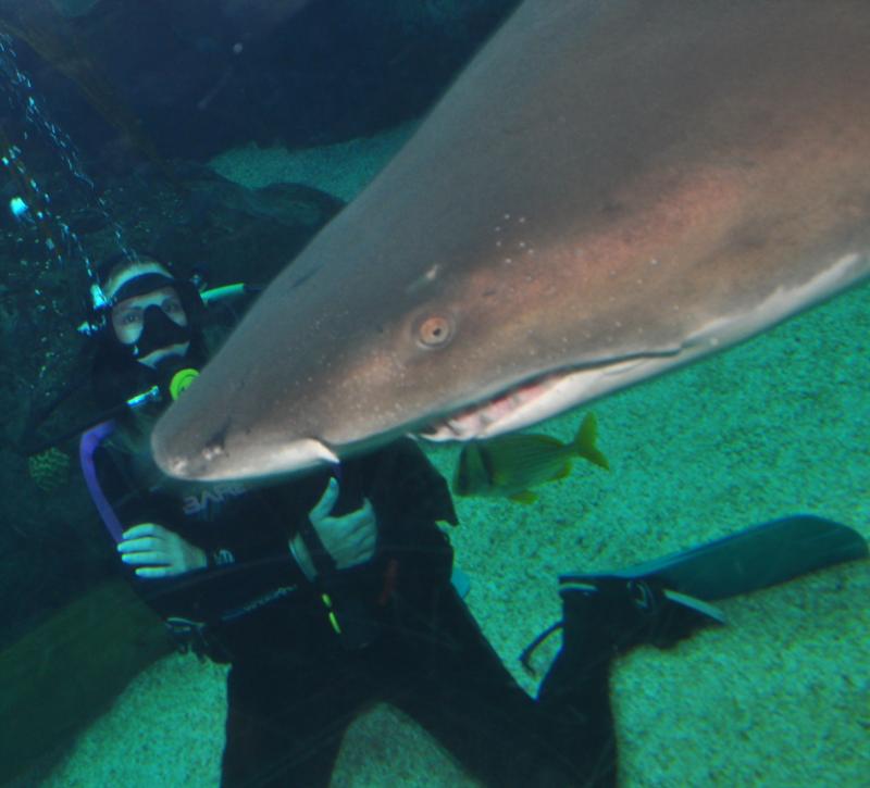 Florida Aquarium: Dive with Sharks - 7/17/11 Best dive evah (so far!)
