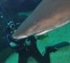 Florida Aquarium: Dive with Sharks