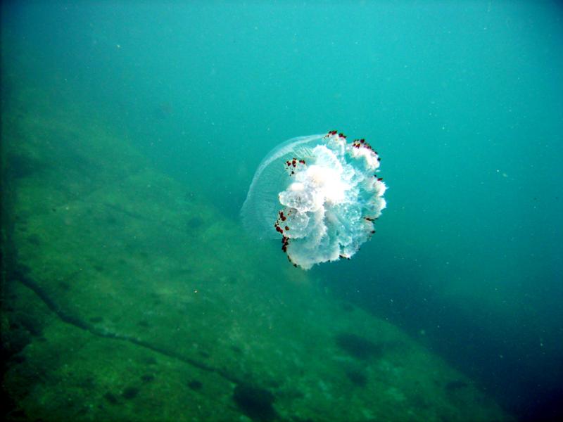 Trincomalee - Jelly Fish