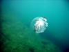 Trincomalee - Jelly Fish