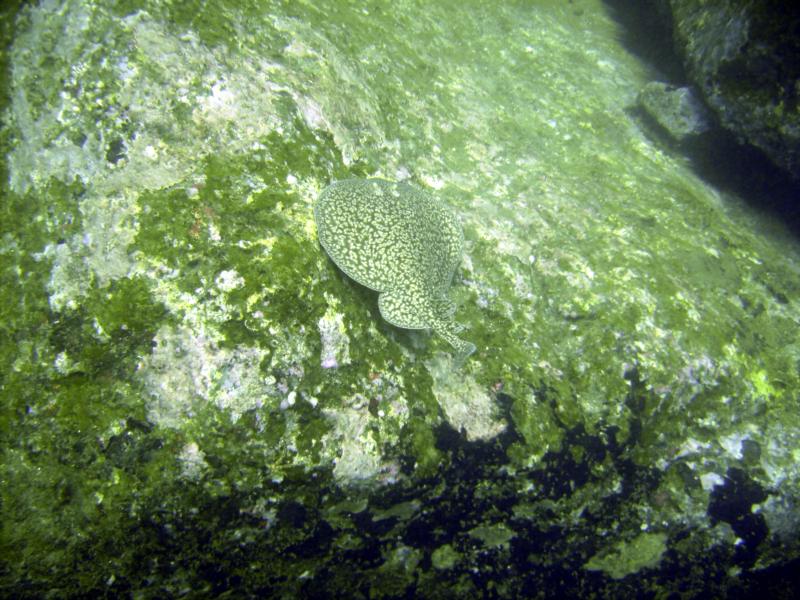 Trincomalee - Electric ray