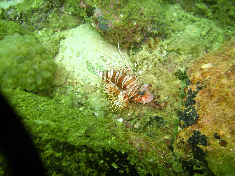 Trincomalee - Lion Fish