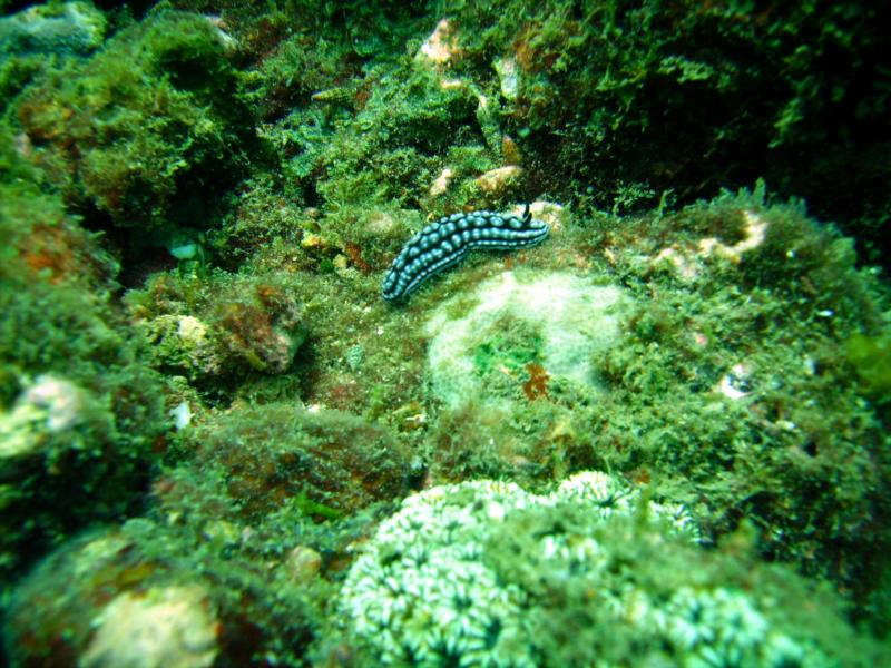 Trincomalee - sea slug?