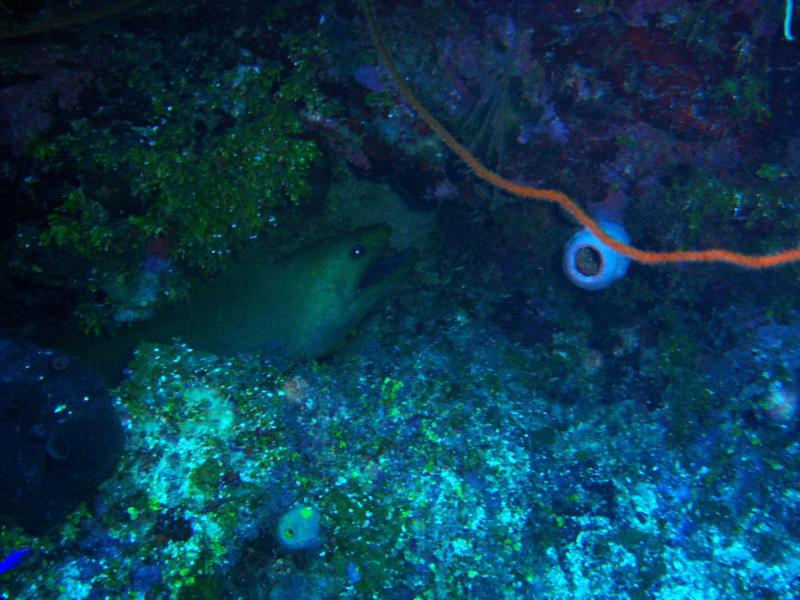 Fish Den - Moray Eel