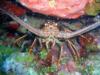 Spiny lobster