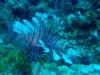 Lion fish - zielit