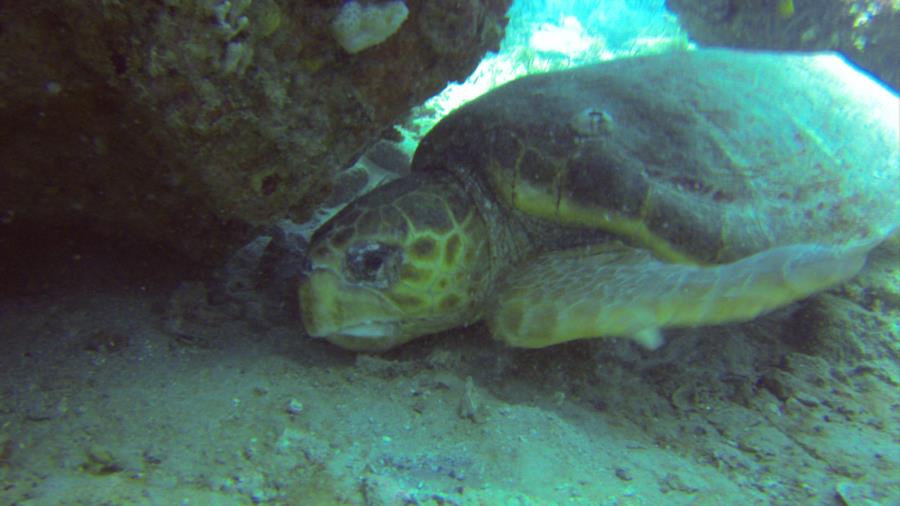 Playpen - Loggerhead under beams.