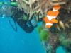 Flynn Reef - Gordon’s Mooring - Australia