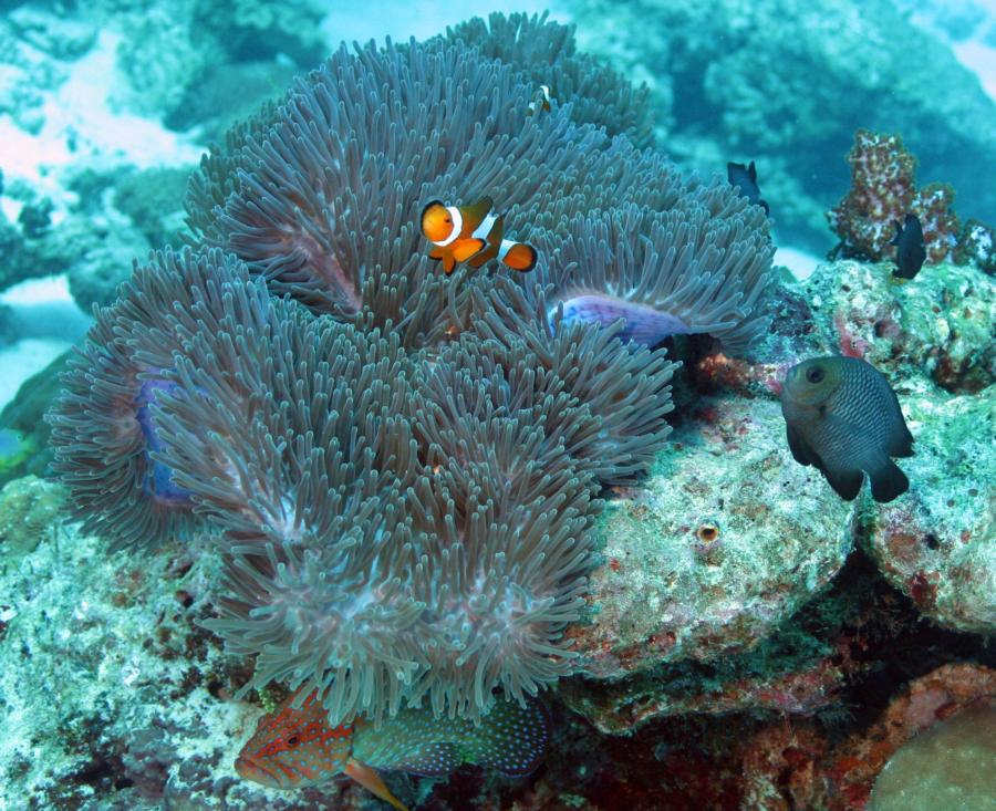 Anita’s Reef - Clown fish