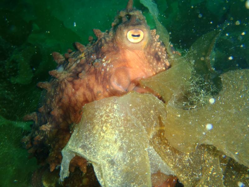 Wreck of The MS Mikhail Lermontov - Octopus On The Lermontov