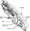 Wreck of The MS Mikhail Lermontov - Line drawing showing resting position and important parts of the wreck