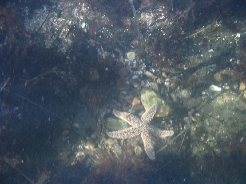 Wall Street - big starfish in stonington