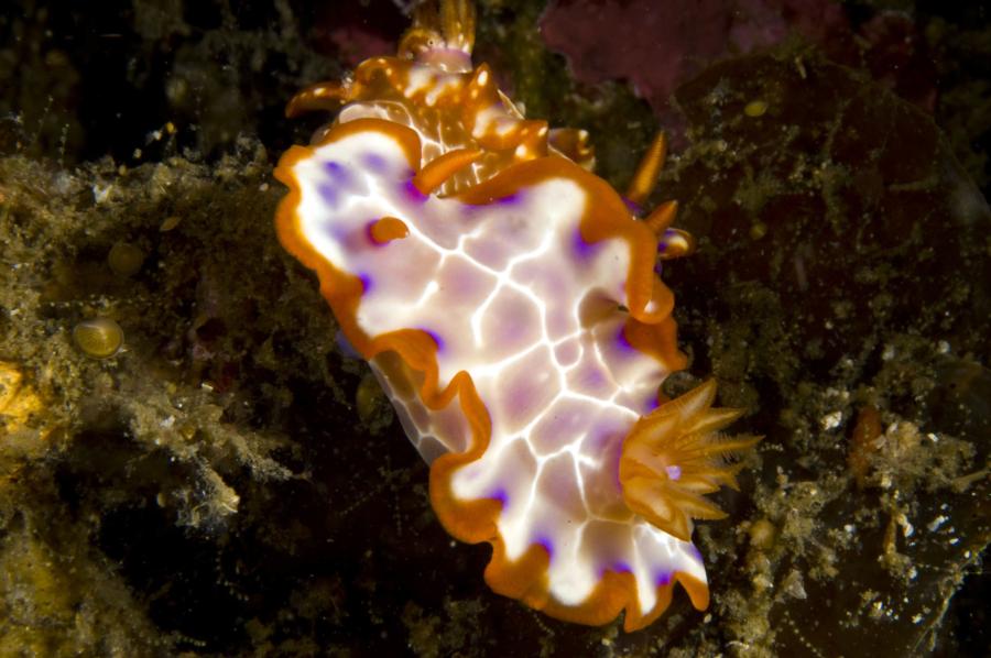 Nudifalls - 1 nudi