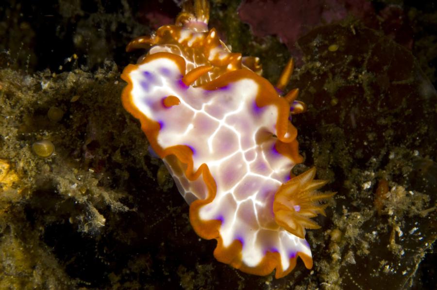 Nudifalls - 1 nudi