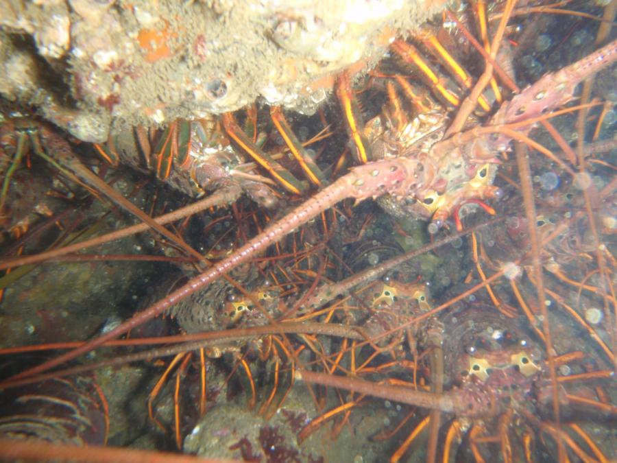 SS Dominator Wreck (Rocky Point) - Only half of the picture