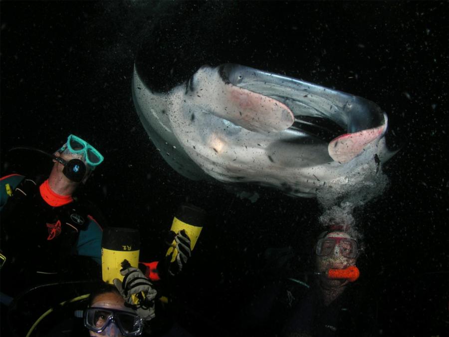 Manta Haven - Lots of Mantas!