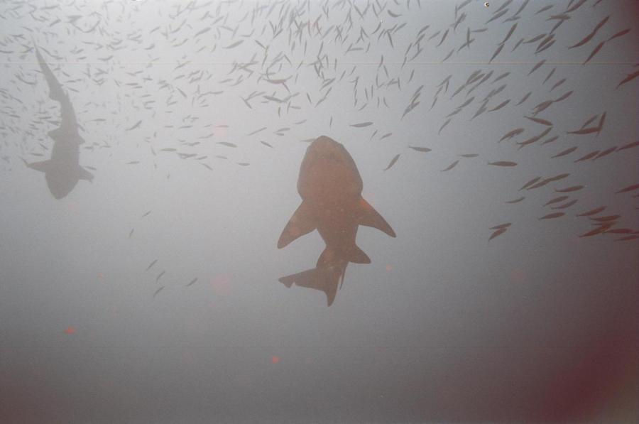 USS Aeolus - Sand Tiger sharks