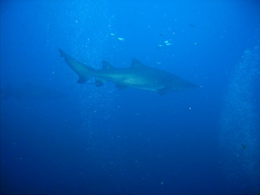 USS Aeolus - Sand tiger Shark