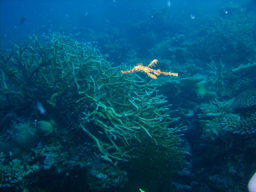 Meemu Atoll - Elusive Ghost Pipe fish