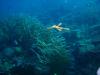 Elusive Ghost Pipe fish