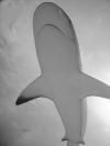 Shark Wall - reef shark underbelly