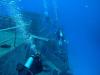 Kittiwake - Swimming around topside