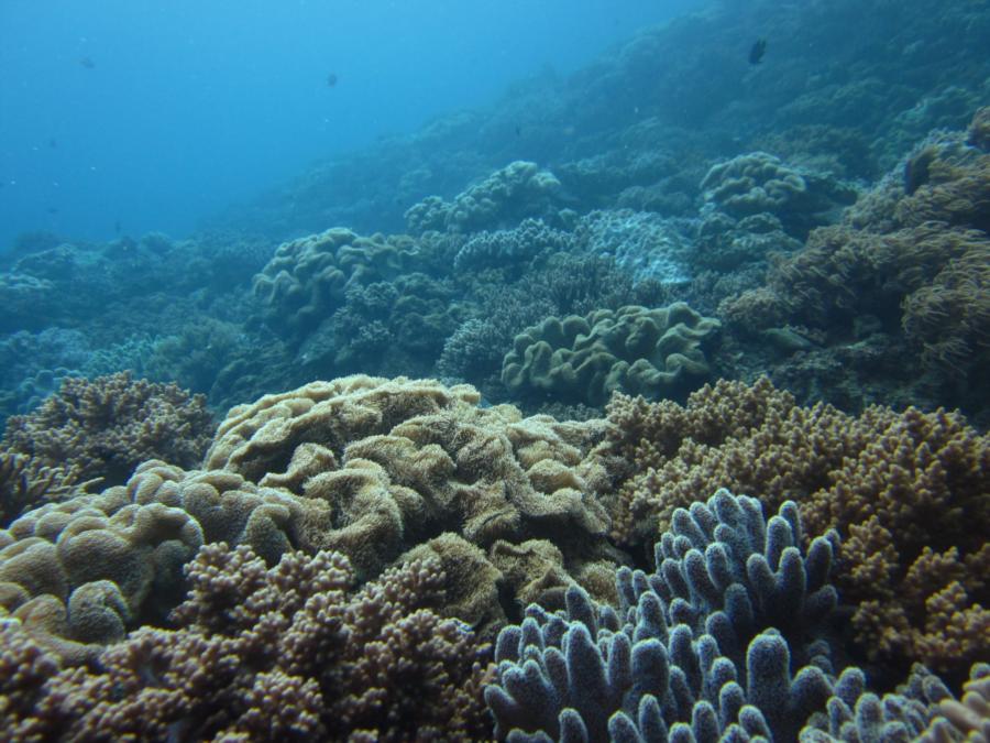 Sunabe Sea Wall aka Sunabe Seawall - Many large live coral gardens