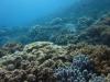 Many large live coral gardens