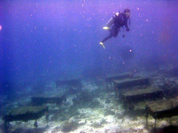 Talima Wreck - Talima Giant Clams Nursery