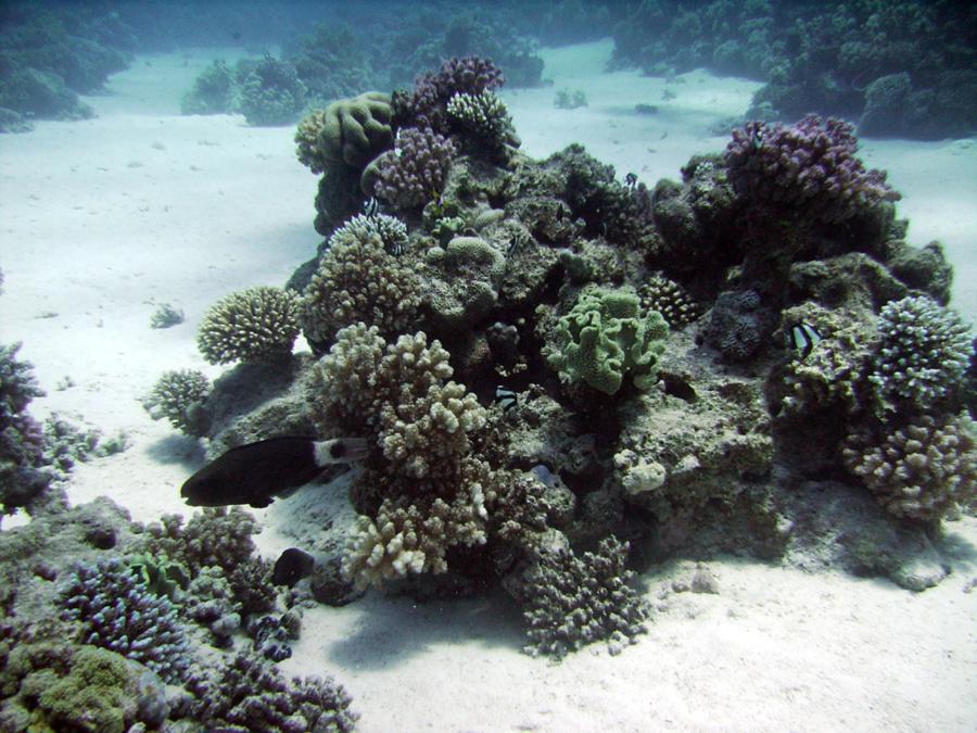 Haggadah - RedSea - Reef