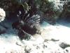 Haggadah - RedSea - Lion Fish