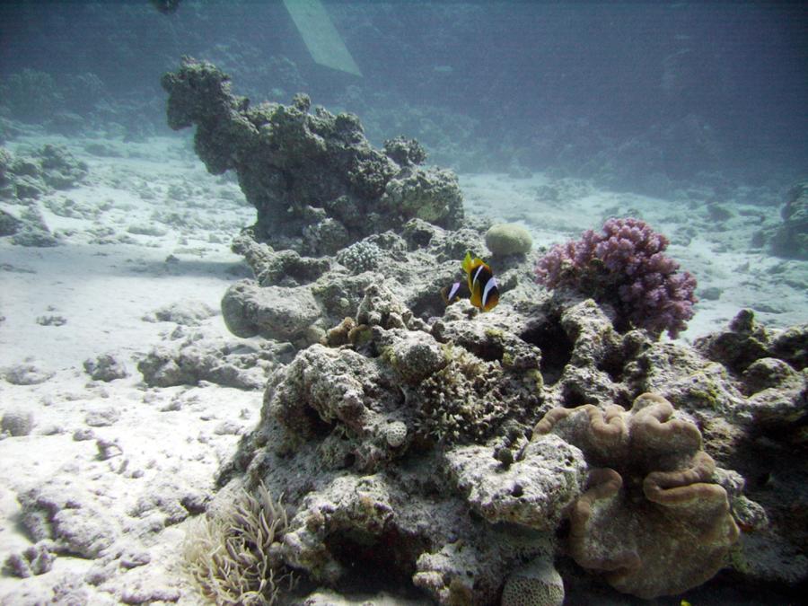 Haggadah - RedSea - fish