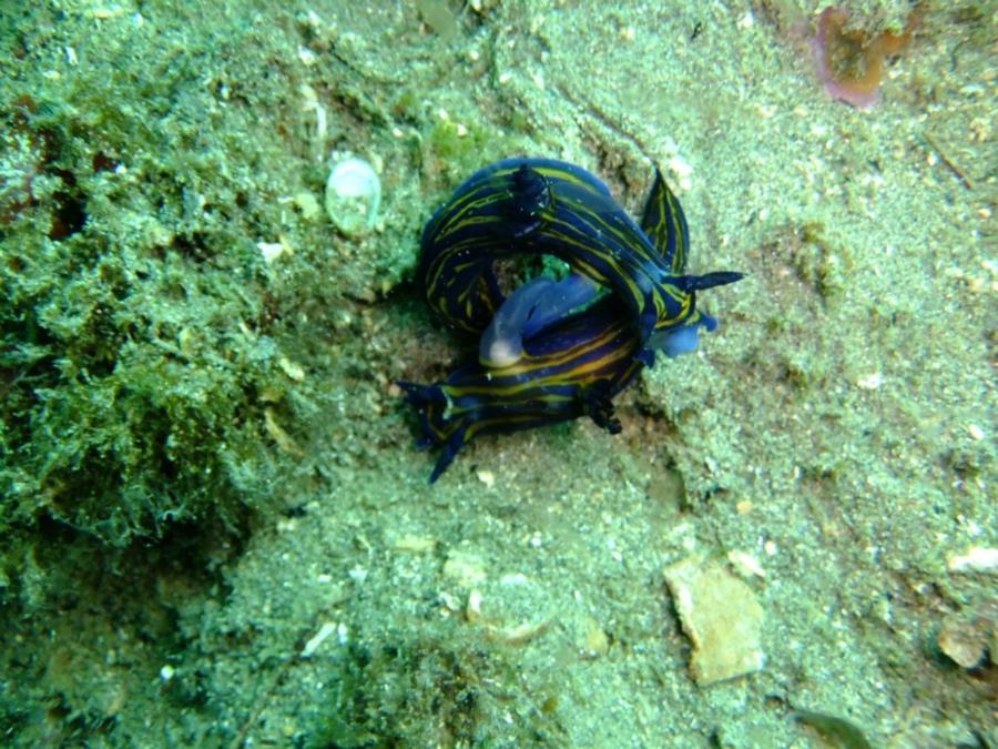 482 M Cable layer - Scyllaris arctus, Locust Lobster.