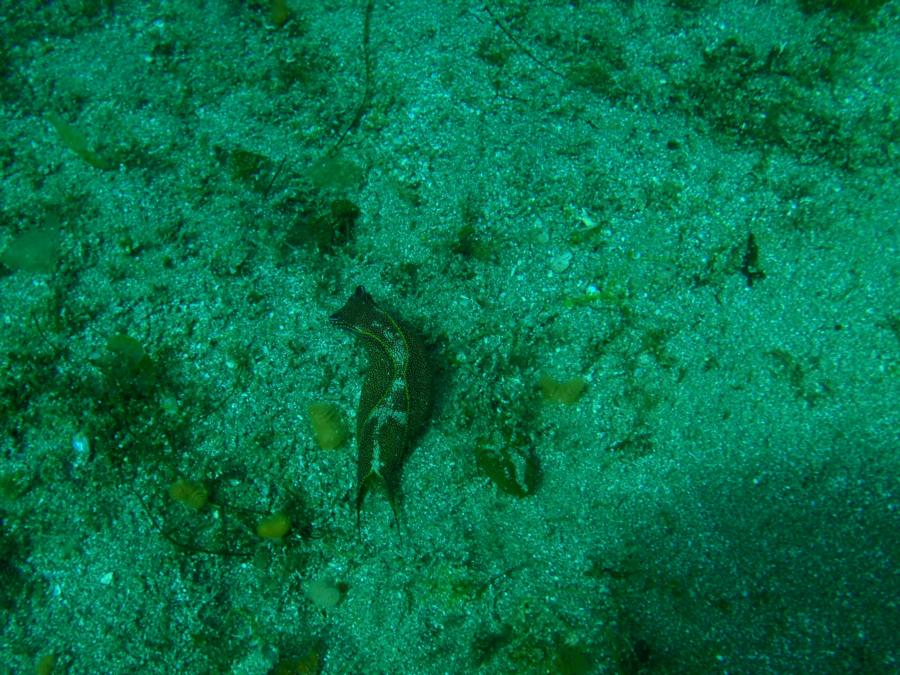 Lion Head Point - Some marine life. Not much.