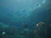 Sealife Center Diving