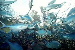 Goat Island Marine Reserve - A fishes view