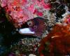 Spotted Moray says "Hey!" - CareysReef