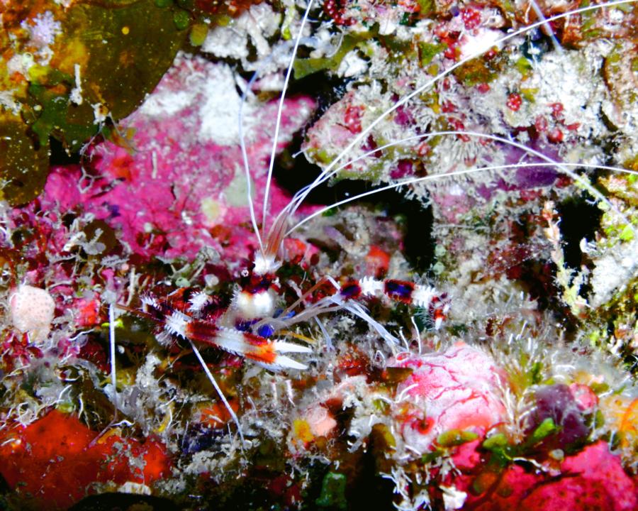 The Maze - Banded Coral Shrimp (confetti!)