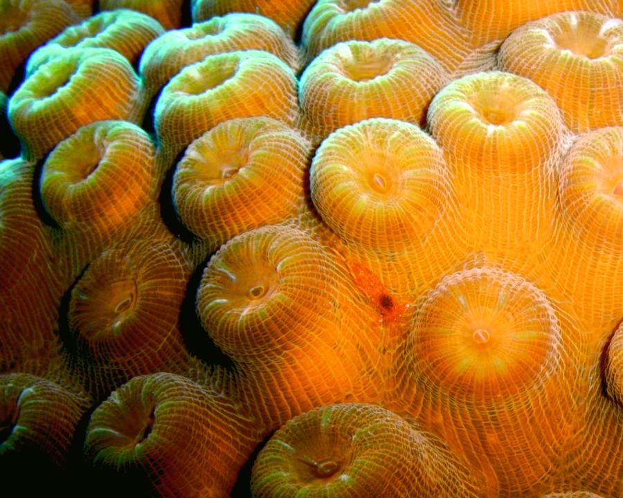 The Maze - Cleaner Shrimp on Coral