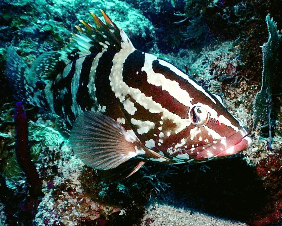 Labyrinth - Nassau Grouper