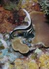 Drum with Valonia - CareysReef