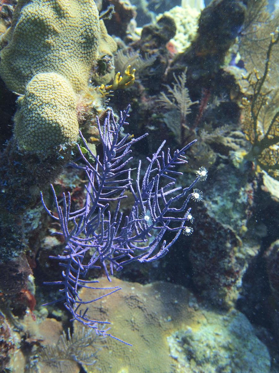Southwest Reef - Blooming coral