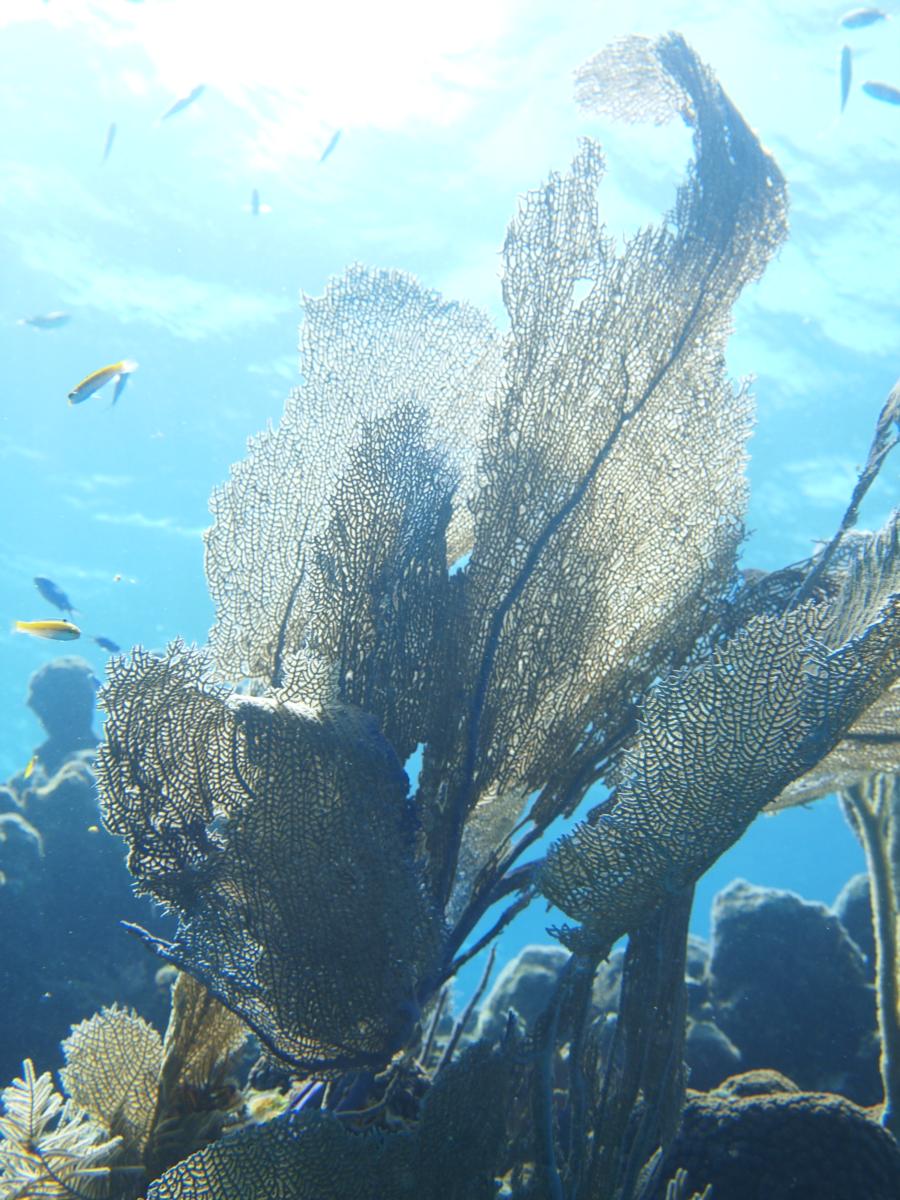 Southwest Reef - Fan coral