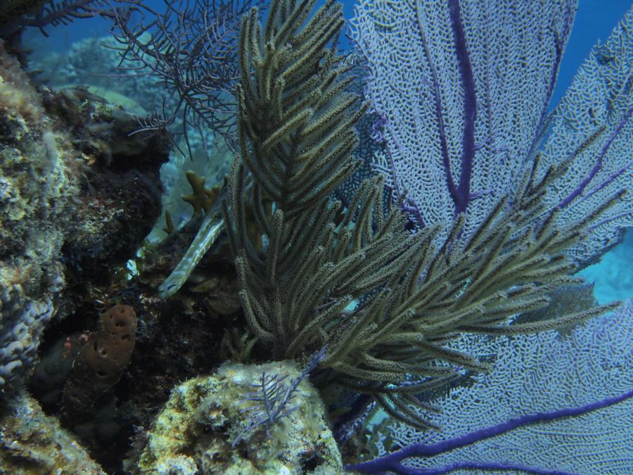 Southwest Reef - Trumpet fish hiding in coral