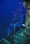 MV Comberbach Wreck - Bahamas