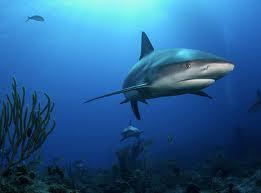 Shark Reef - Shark Reef