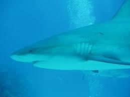 Shark Encounter - Shark Encounter